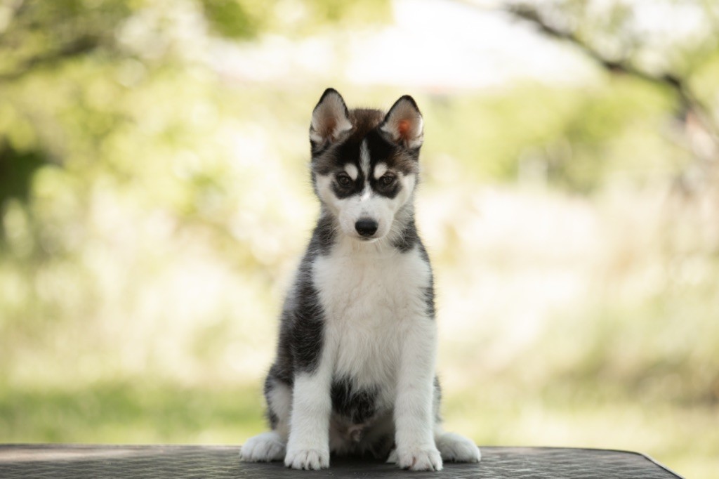 Nathalie Bry - Chiot disponible  - Siberian Husky