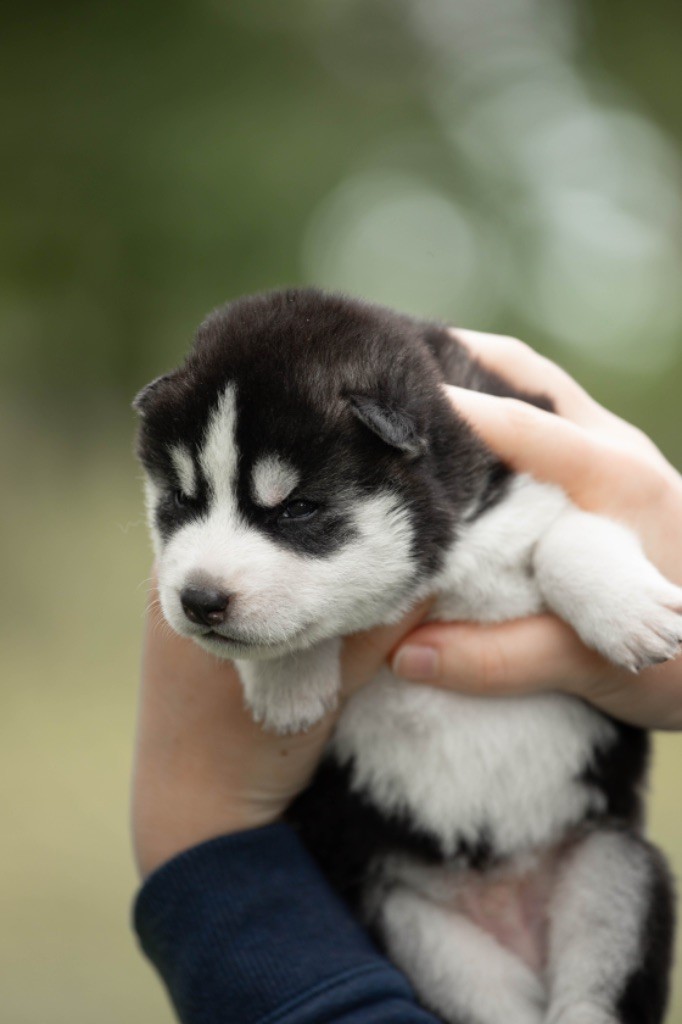 chiot Siberian Husky Nathalie Bry