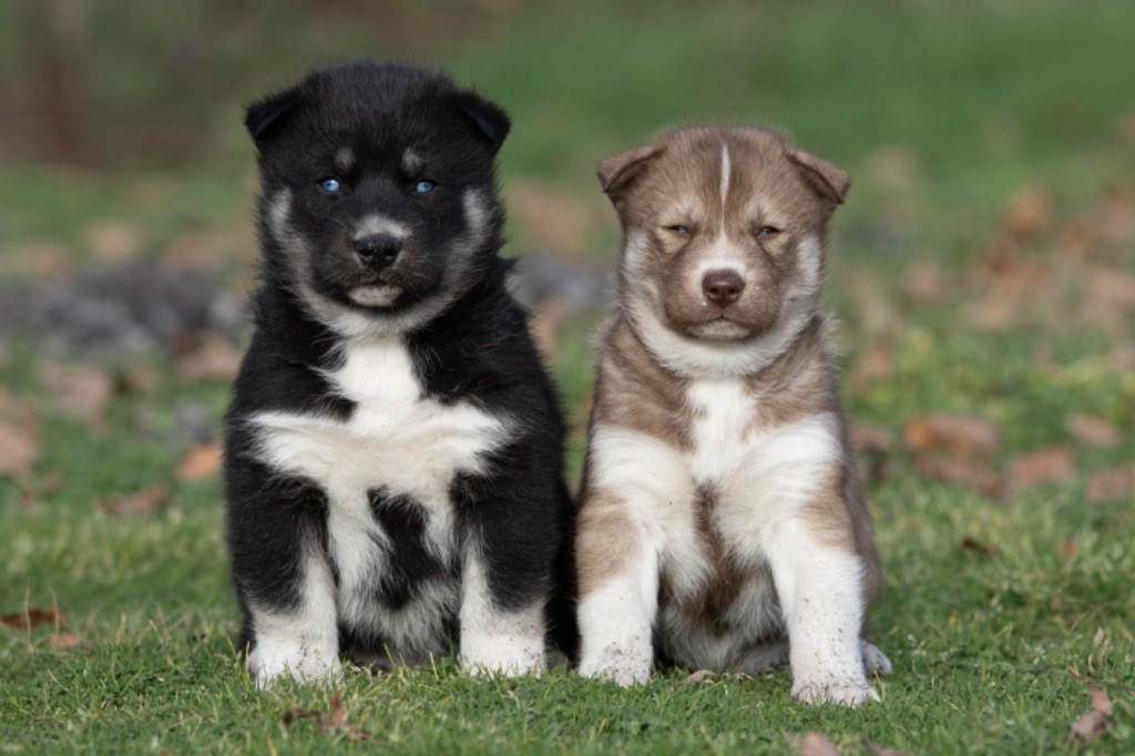 chiot Siberian Husky Nathalie Bry