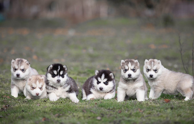 Nathalie Bry - Siberian Husky - Portée née le 09/12/2023