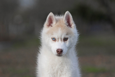 Nathalie Bry - Siberian Husky - Portée née le 31/10/2023