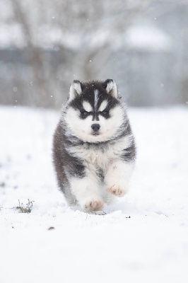 Nathalie Bry - Siberian Husky - Portée née le 23/11/2023