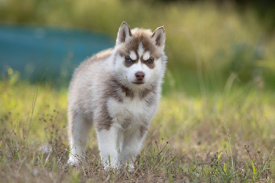 Nathalie Bry - Siberian Husky - Portée née le 12/05/2022