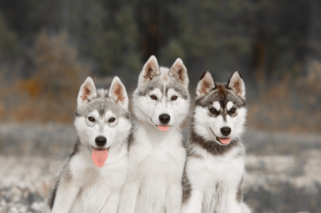 chiot Siberian Husky Nathalie Bry