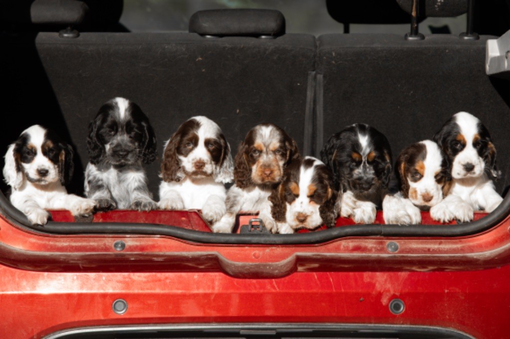 chiot Cocker Spaniel Anglais Nathalie Bry